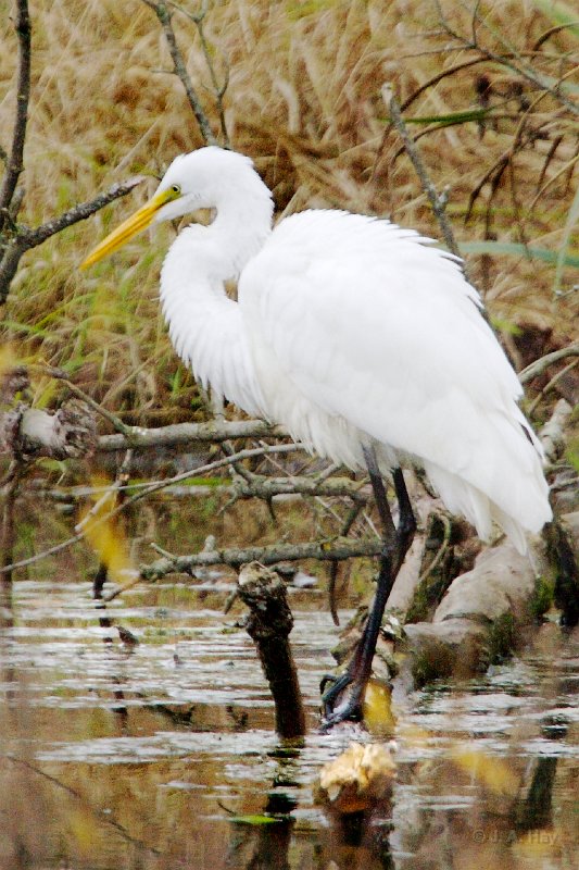 IQ2D1193 - Version 3 - Version 2